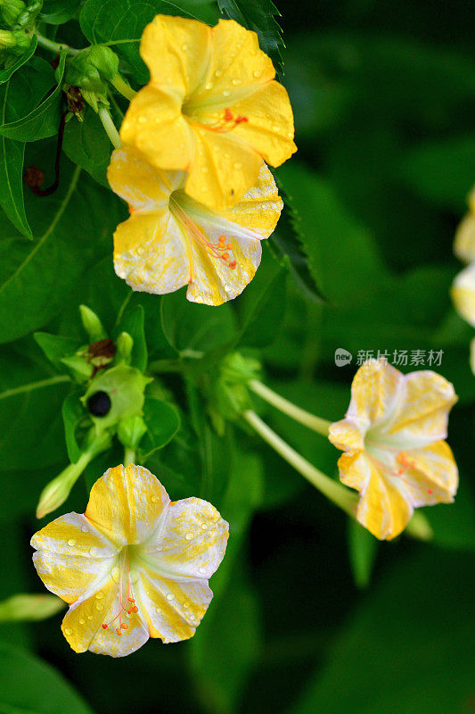 紫茉莉/四点钟花/紫茉莉科